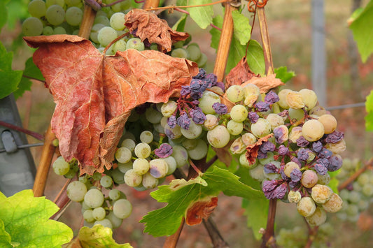 Comparing the nutritional content of Grapes and Raisins